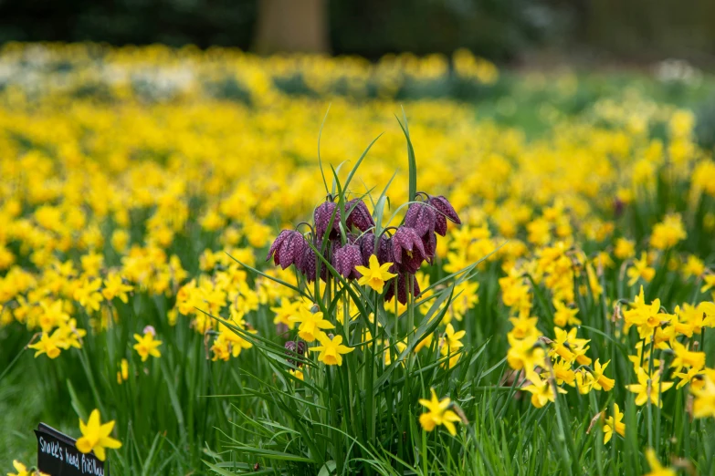 the green grass is full of yellow flowers