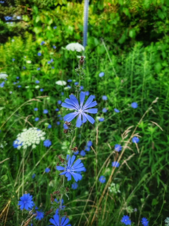 a field full of blue flowers and grass