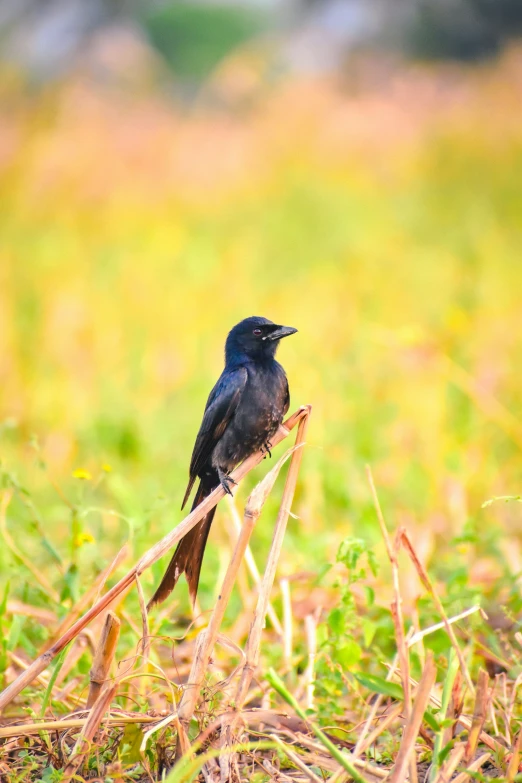 a black bird standing on a twig in a grassy field