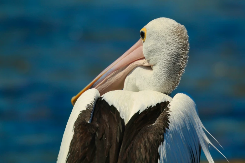 a large bird with an open beak stands against a blue background