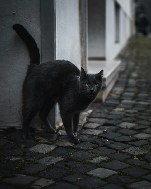 a cat walking down the side of a building