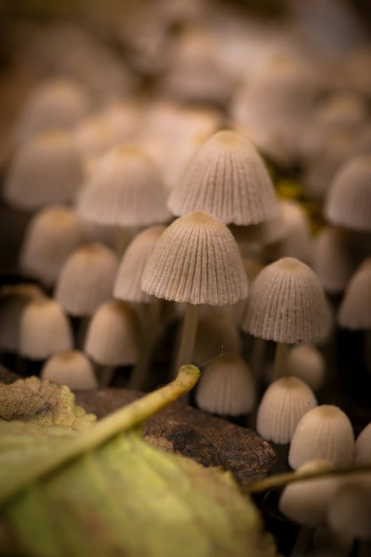 small mushrooms that are growing from a tree trunk