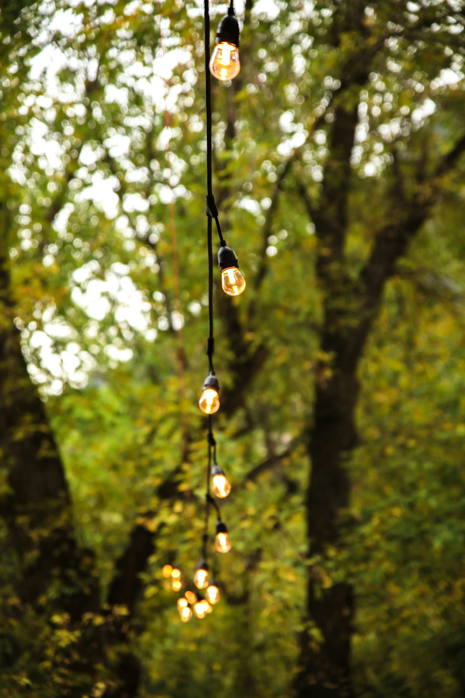 the light bulb strings hang down from the tree