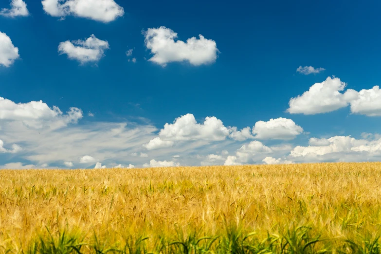 a large field with yellow grass under a blue sky