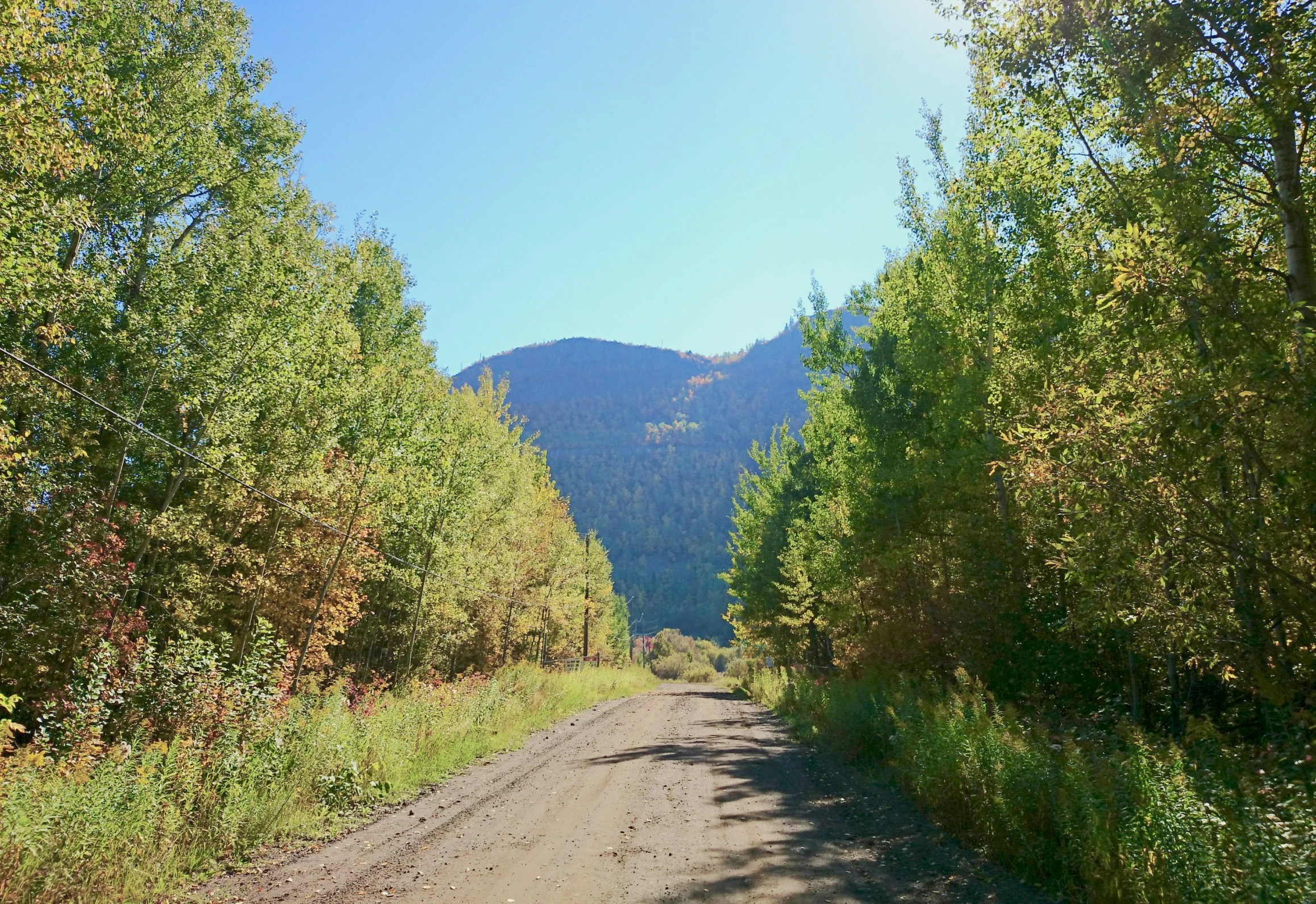 a rural road is near some trees and mountains