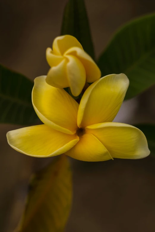 a cluster of yellow flowers on top of a green nch