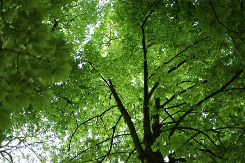 a view looking up into the top of a tree