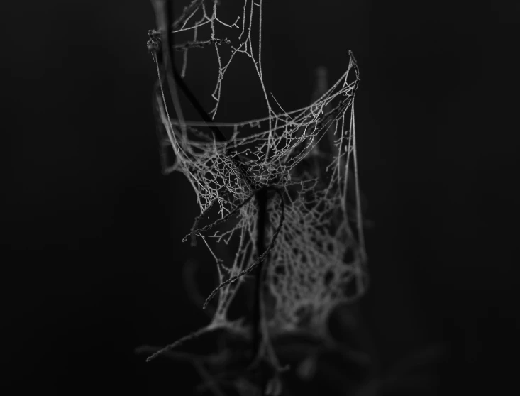 web or mesh on the bottom of a spider's web