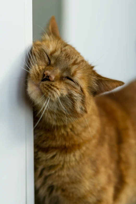 a brown cat is rubbing up against a white wall