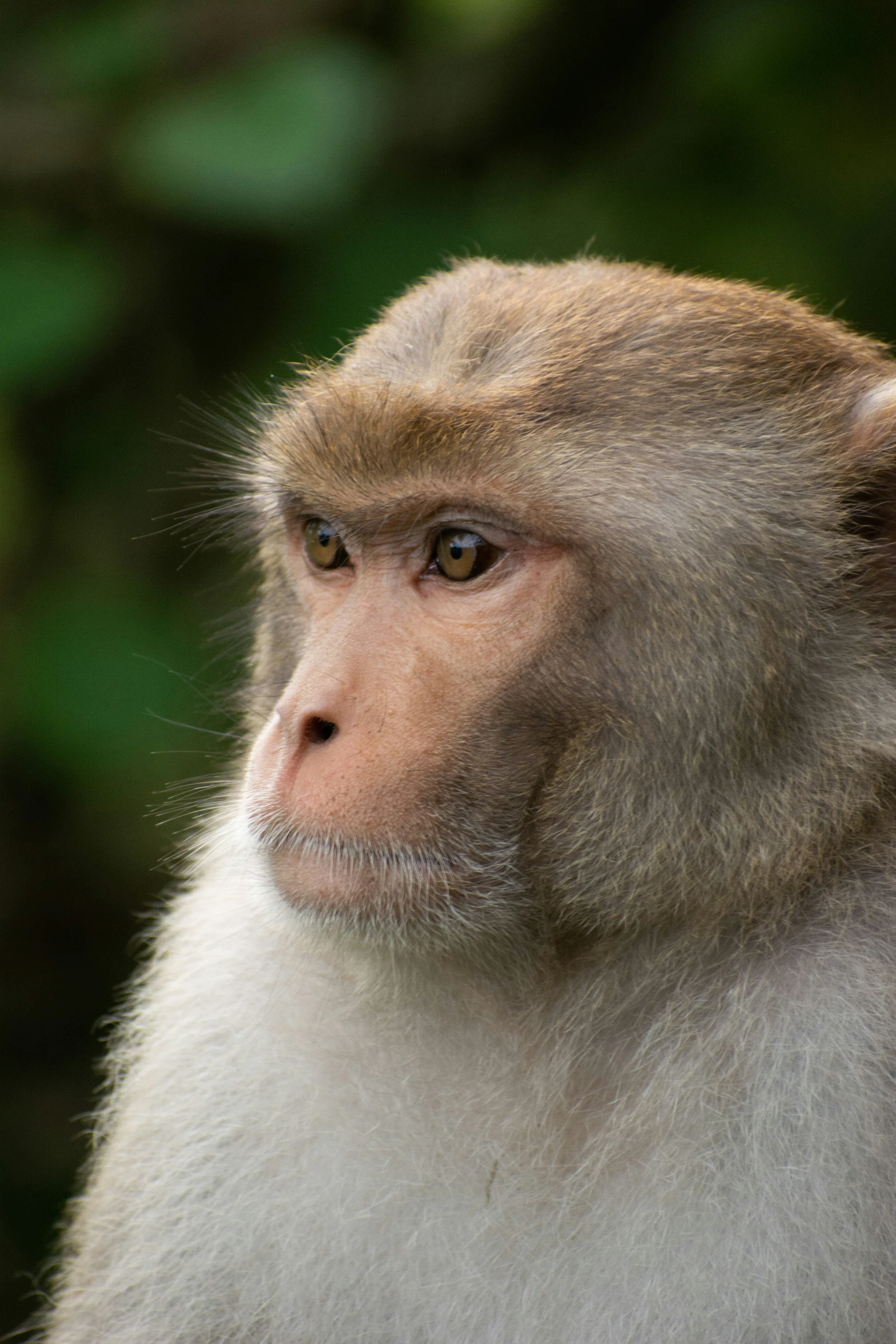 a long - tailed monkey with long beards looking off into the distance