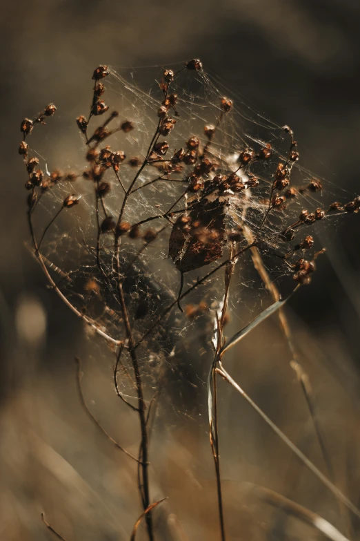 a po of a spider web with lots of dew