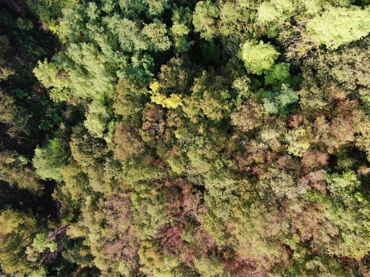 an aerial view of the top down view of trees