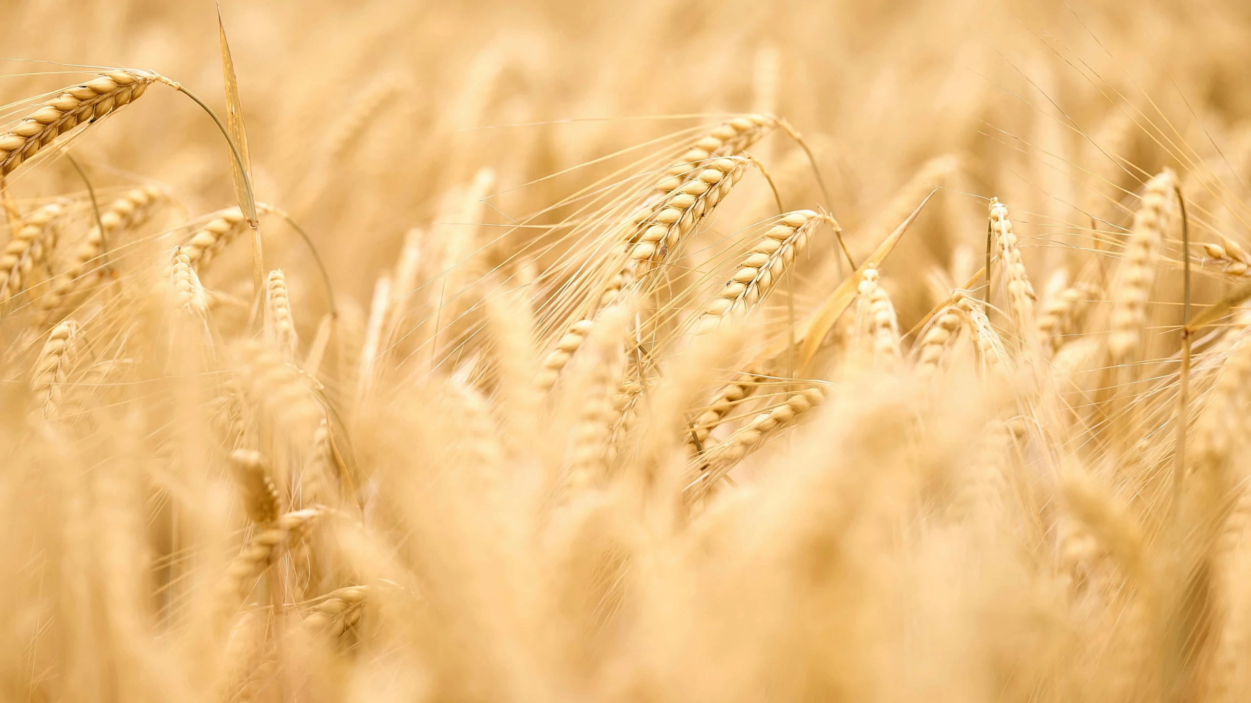 a bunch of ripe wheat in a field