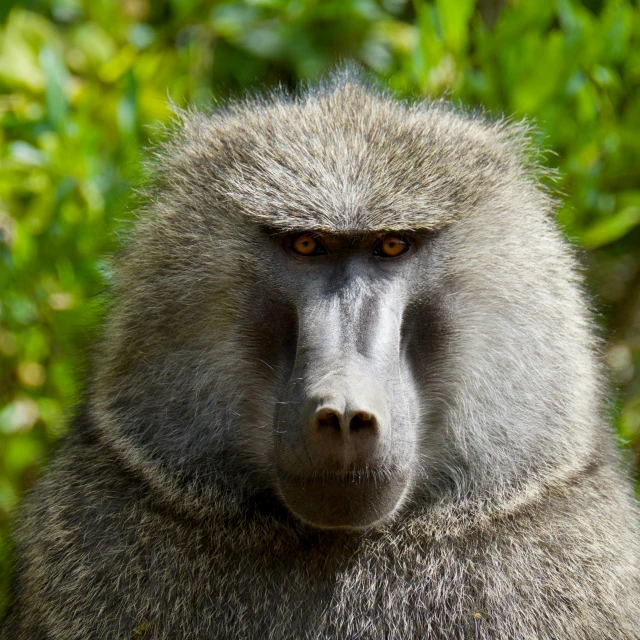 the head of a baboon is seen looking toward the camera