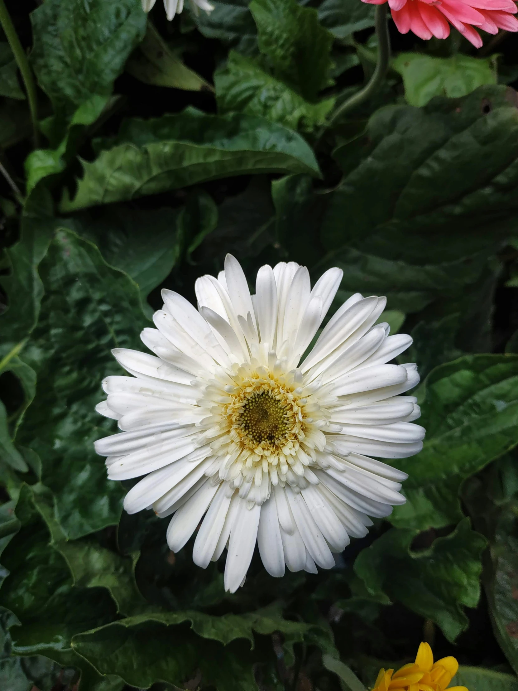 a close up of some very pretty flowers