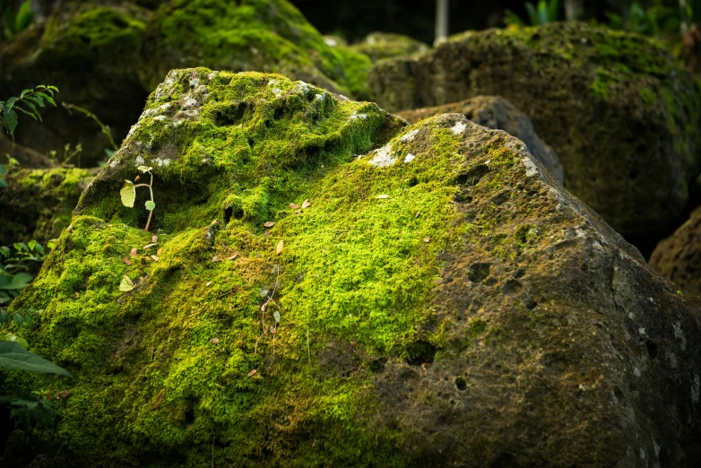 green moss growing on rocks with a bush