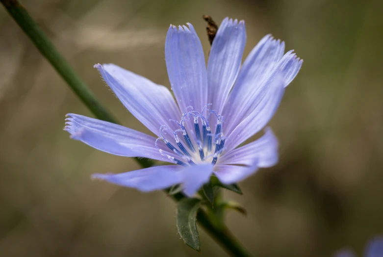 some blue flowers that are standing in the grass