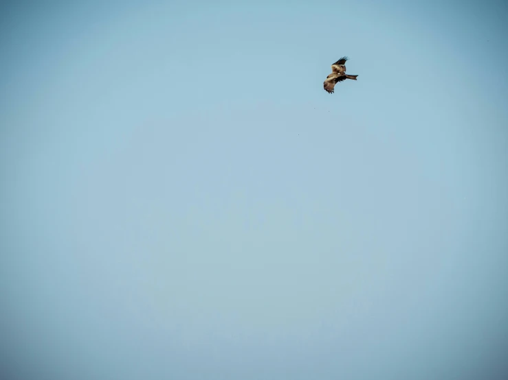 an eagle is flying high above the water