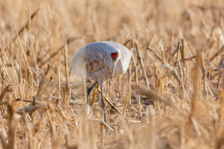 a bird is walking through a brown field