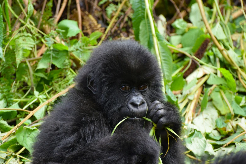 a small gorilla eating on top of green leaves