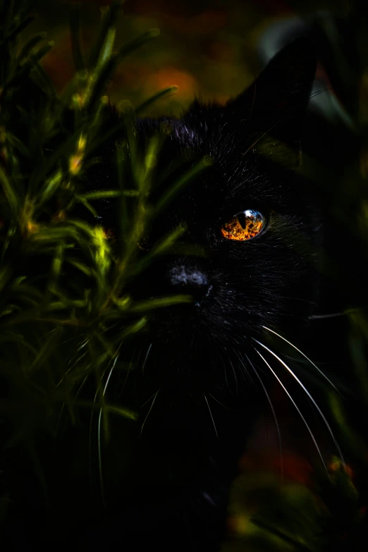 a black cat is peering out over some green plants