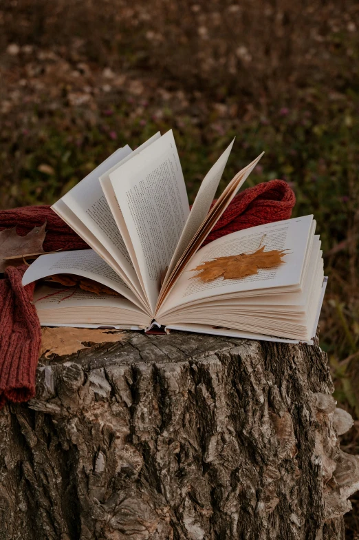 an open book sitting on top of a tree stump