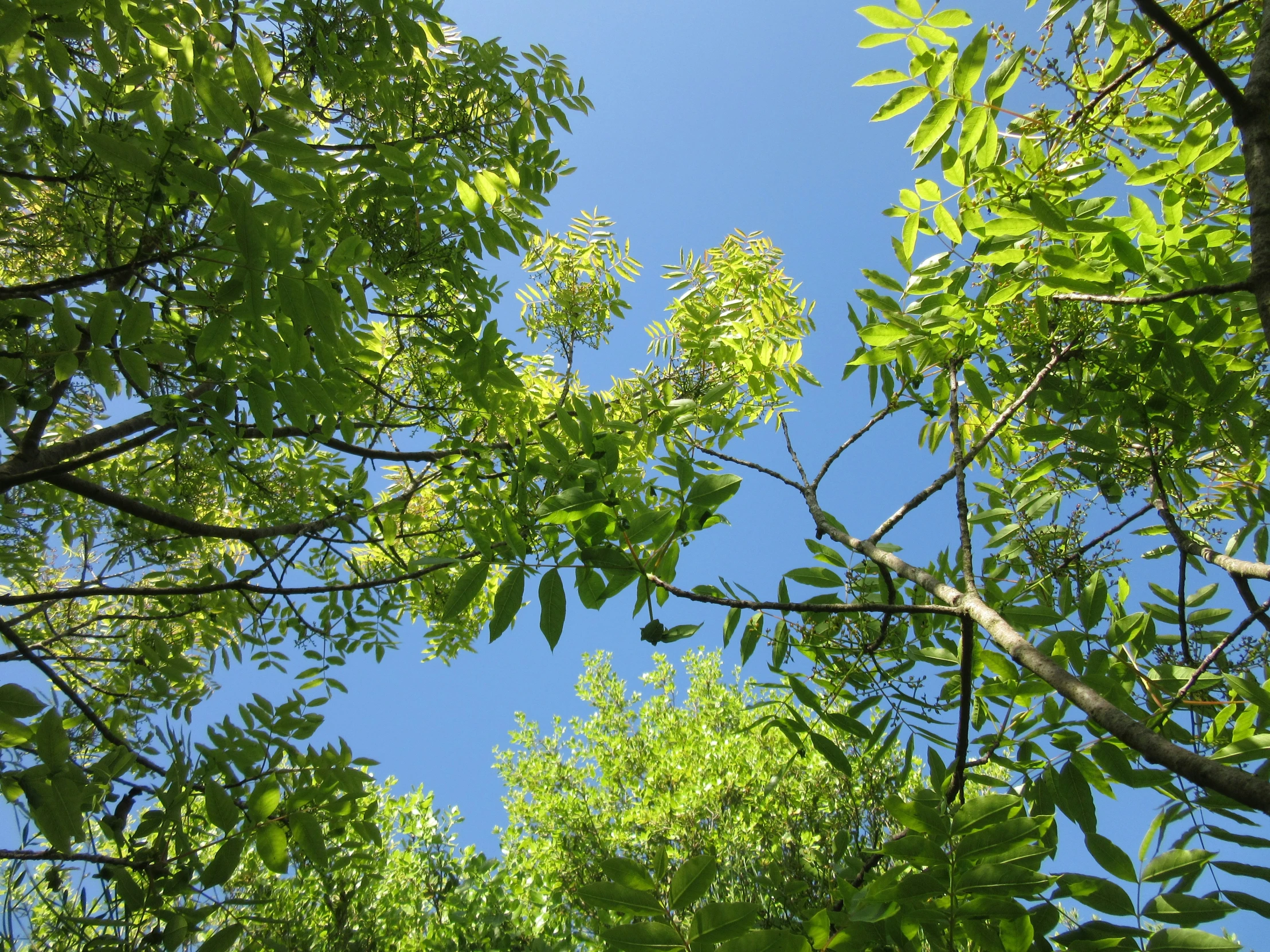 the sky is blue and bright above the treetops