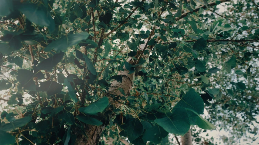 this is an image of a tree and leaves