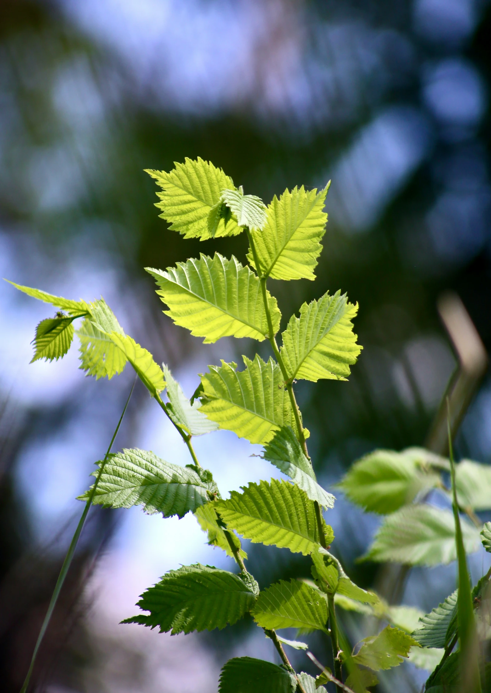 a group of green leaf covered plants in the sunlight