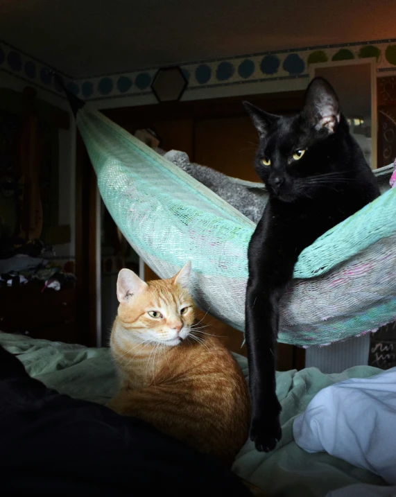 a black cat is lying in a hammock next to a ginger tabby cat