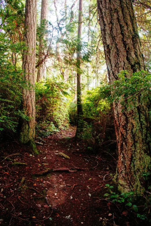 trail through the woods in autumn with no people