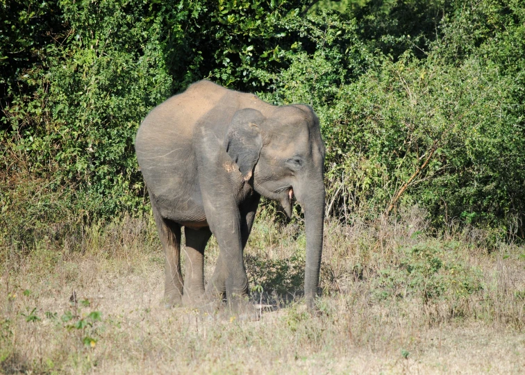 an elephant that is walking through some grass