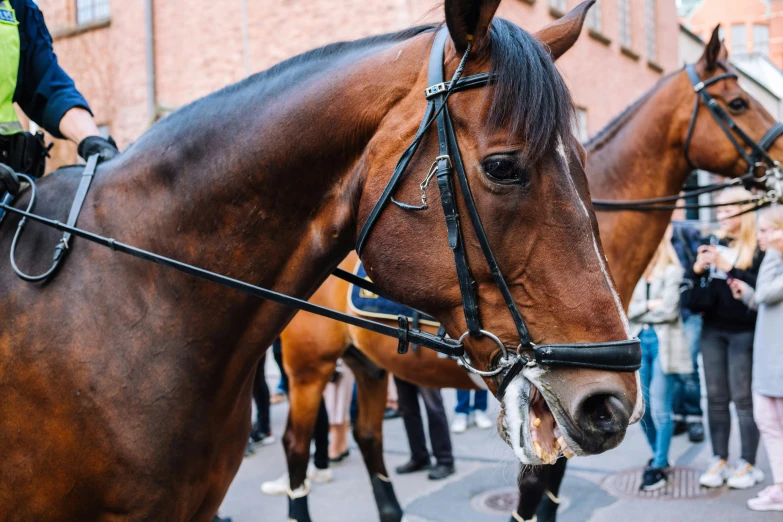 several policemen riding horses on the street