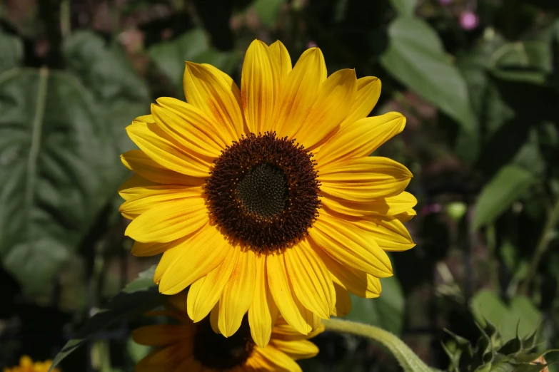 a sunflower with dark center standing in the field