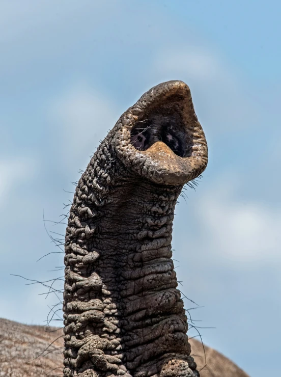 a close up image of an elephant with its trunk sticking out