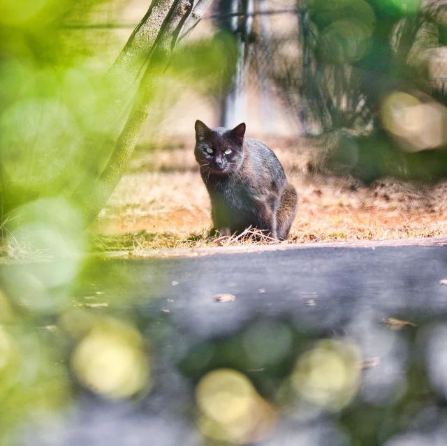 cat sitting by the road with blurry grass