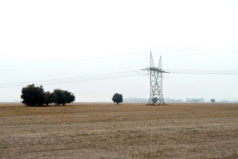 two trees near a dry field with telephone wires above