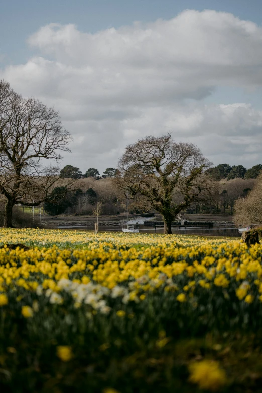 several trees and bushes with yellow flowers in the field