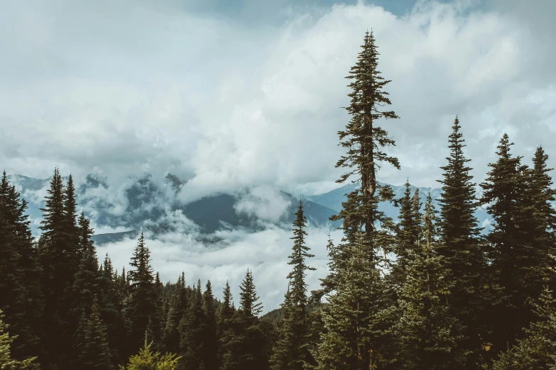 trees standing in front of clouds over some mountains