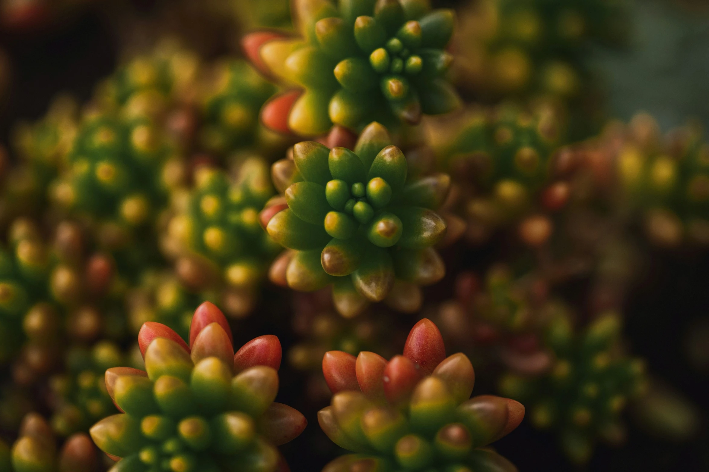 small green and yellow plants with very tiny orange flowers