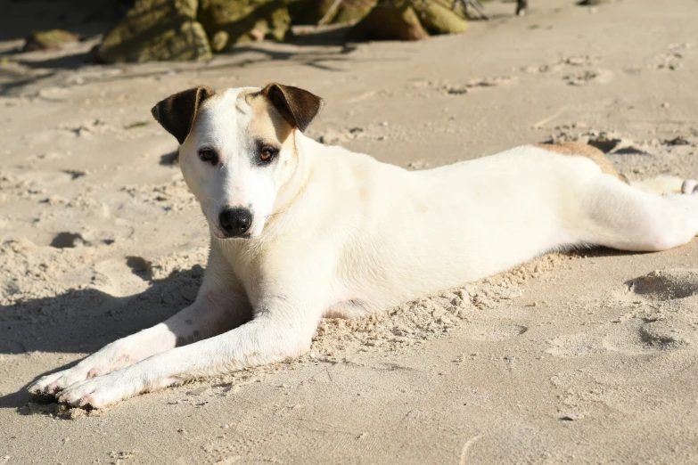 white dog laying down on a beach near a log