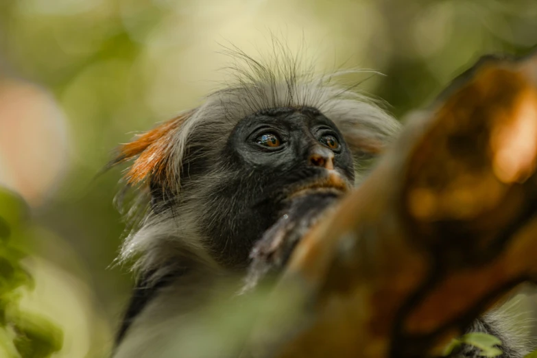 a monkey that is standing in a tree