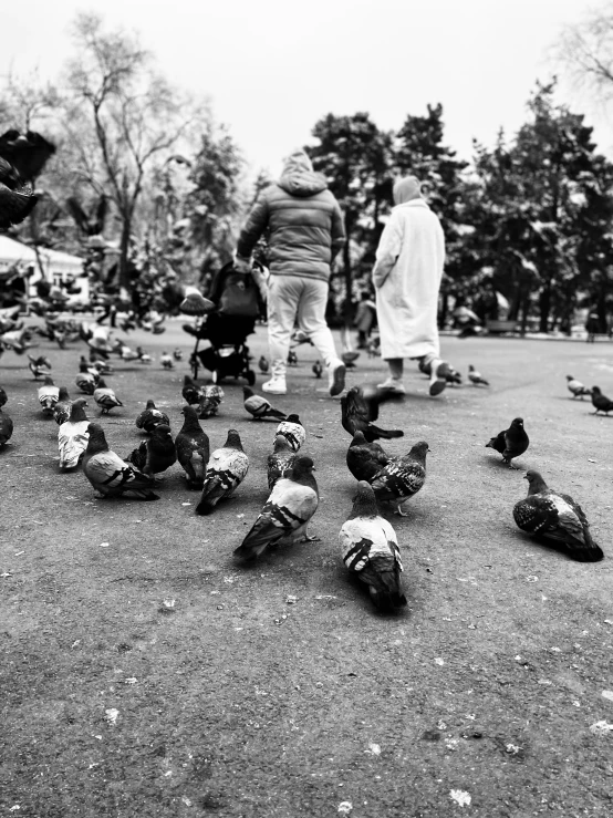 several pigeons and pigeons walking past people in black and white
