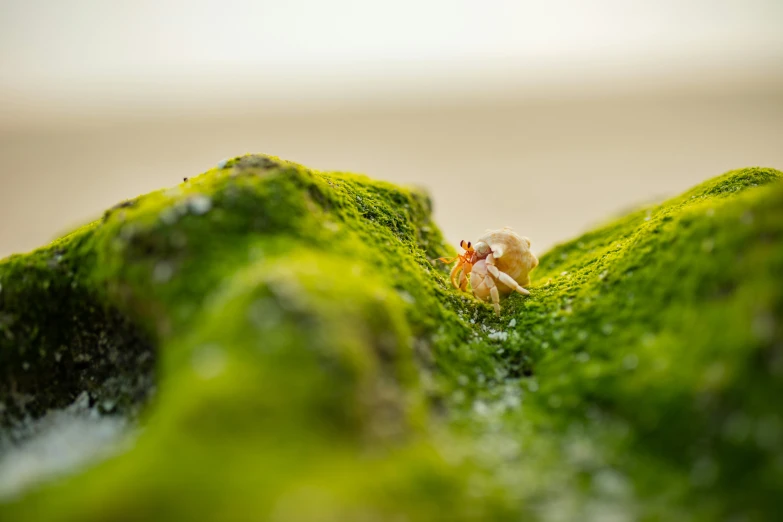 small animal on mossy ground with ocean in background