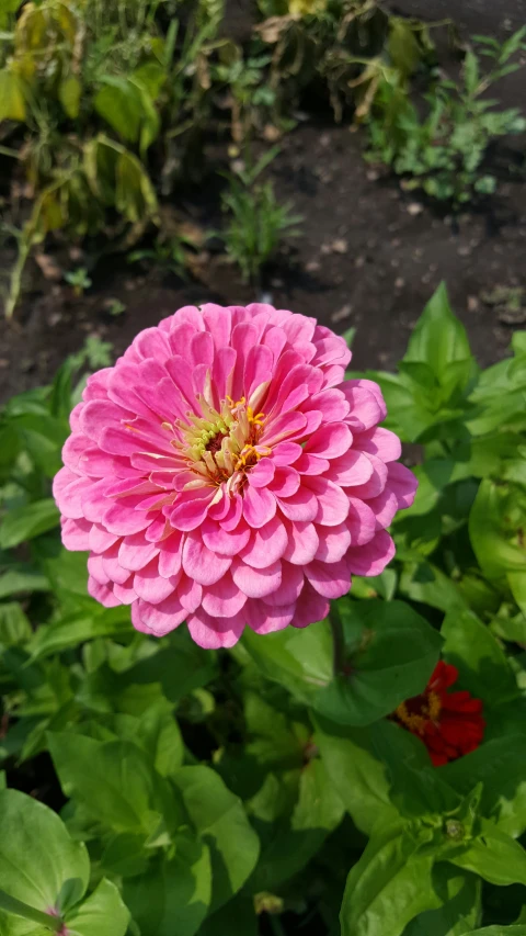 an image of a flower that is blooming in the garden