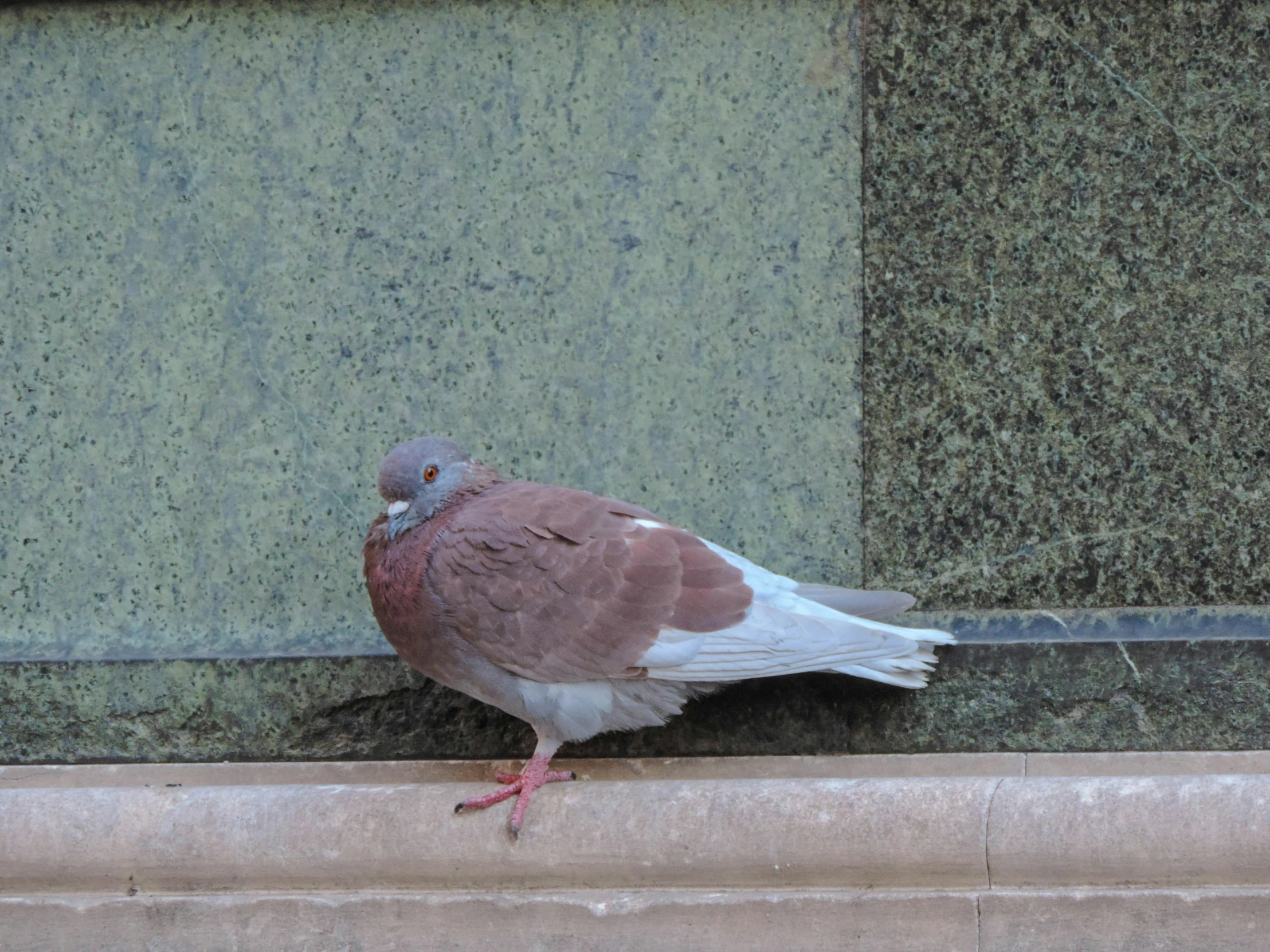 bird sitting on ledge near window, with green wall background