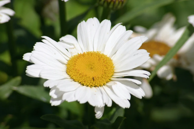 a daisy blooming near the ground outside