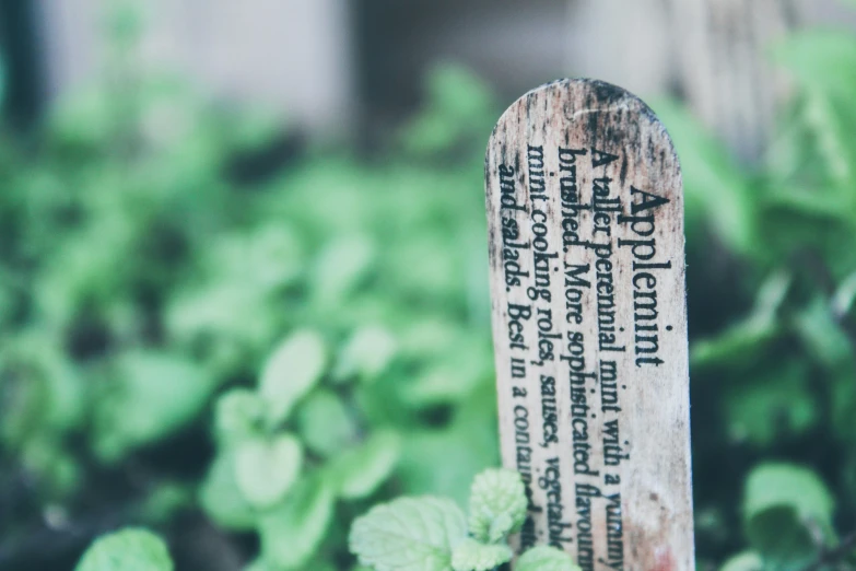 a piece of wooden plank laying on the ground next to leafy plants