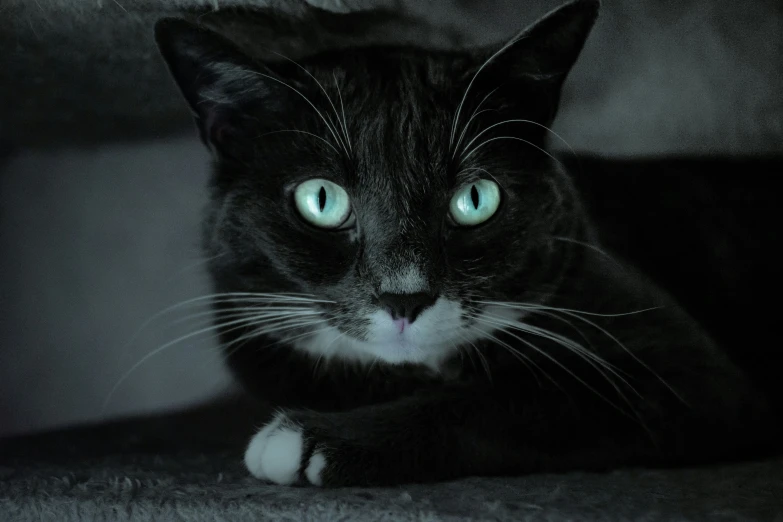 a black cat with light green eyes is lying down