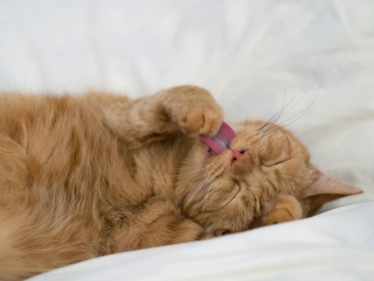 a cat is laying on its back, rubbing on it's head with its paw